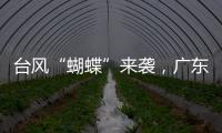 台风“蝴蝶”来袭�，广东如何应对