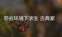 恶劣环境下求生 古典家具企业需要品牌、定位和创新