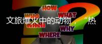 文旅爆火中的动物�，“热爱不代表零距离接触”