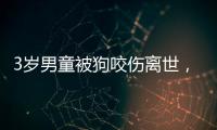 3岁男童被狗咬伤离世	，城市流浪狗怎么管