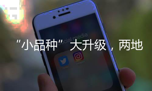 驶往口岸快捷通关运到澳门