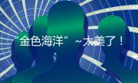 “金色海洋”~太美了
！珠海斗门百亩黄花风铃木绽放