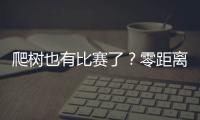 爬树也有比赛了
？零距离看运动员争战“椰树之巅”