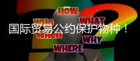 国际贸易公约保护物种
	！无叶美冠兰首度在珠被发现
