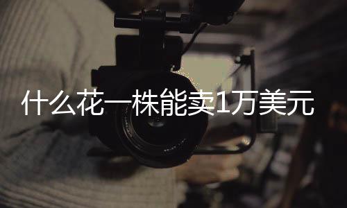 入药
	、什花做冰激凌