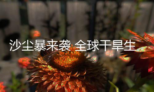 土地退化和荒漠化等环境问题