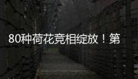80种荷花竞相绽放	！第三届横琴荷花节启幕