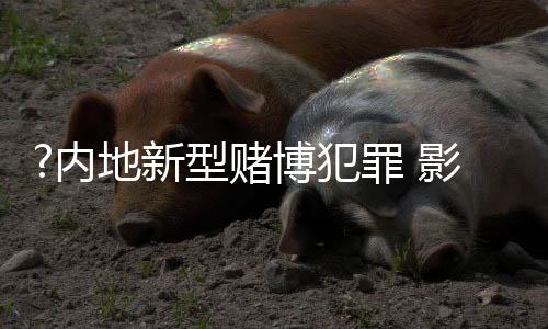网络赌博成主要犯罪形式